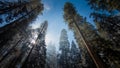 Fog and Snow on Trees and Cliffs of Yosemite National Park, California in Winter During Sunrise Royalty Free Stock Photo